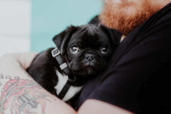 Long Beach Launches National Pet Preparedness Month with Free Resources and Events for Pet Owners