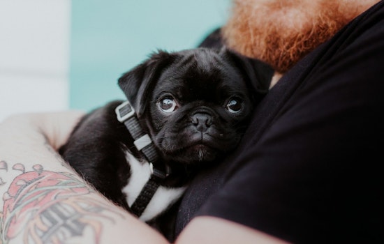 Long Beach Launches National Pet Preparedness Month with Free Resources and Events for Pet Owners