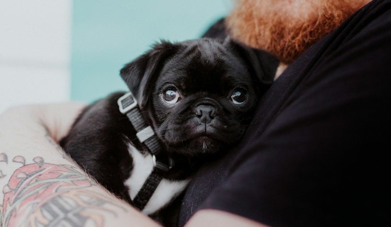 Long Beach Launches National Pet Preparedness Month with Free Resources and Events for Pet Owners