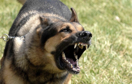 Long Island Leads New York in Dog Attacks on Postal Workers with 83 Incidents