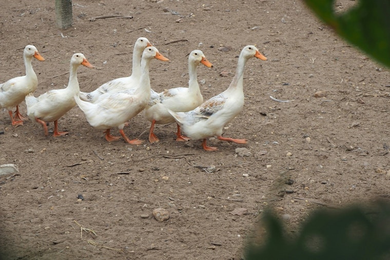 Long Island's Crescent Duck Farm Begins Recovery with New Flock After