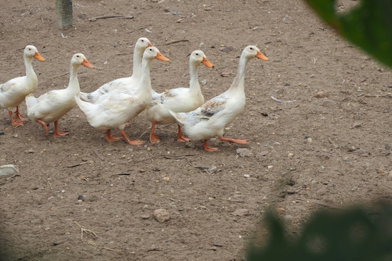 Long Island's Crescent Duck Farm Begins Recovery with New Flock After Devastating Avian Flu Outbreak