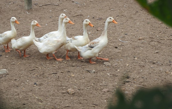 Long Island's Crescent Duck Farm Begins Recovery with New Flock After Devastating Avian Flu Outbreak