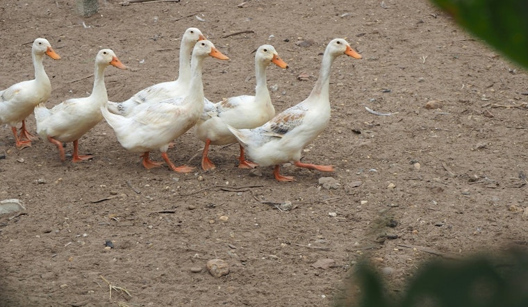 Long Island's Crescent Duck Farm Begins Recovery with New Flock After