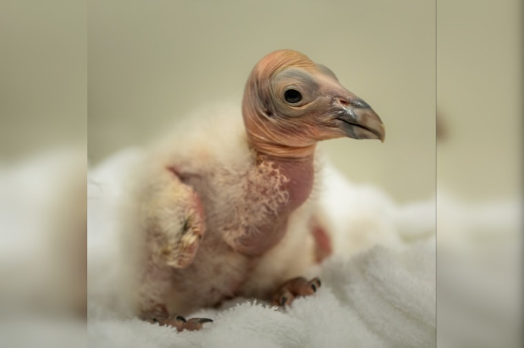 Los Angeles Zoo Hatches Hope with 10 New California Condor Chicks to Bolster Endangered Species