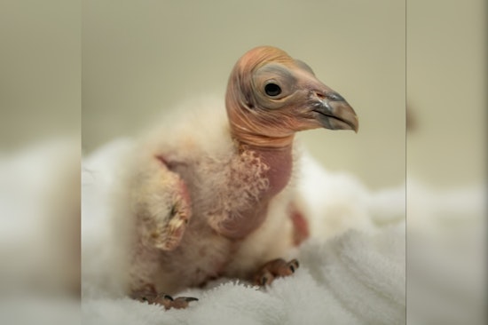 Los Angeles Zoo Hatches Hope with 10 New California Condor Chicks to Bolster Endangered Species