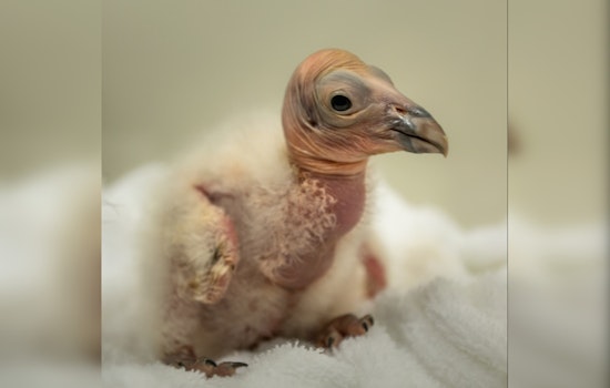 Los Angeles Zoo Hatches Hope with 10 New California Condor Chicks to Bolster Endangered Species