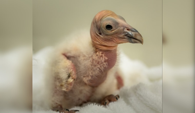 Los Angeles Zoo Hatches Hope with 10 New California Condor Chicks to Bolster Endangered Species