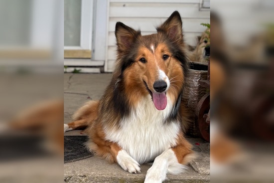 Lost Border Collie Winnie Safely Reunited with Family in Hamilton County Following Community Effort