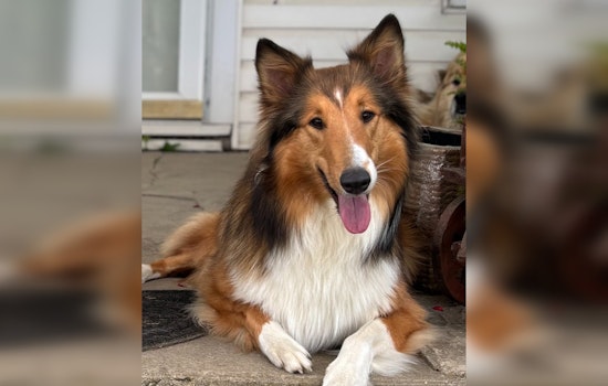 Lost Border Collie Winnie Safely Reunited with Family in Hamilton County Following Community Effort