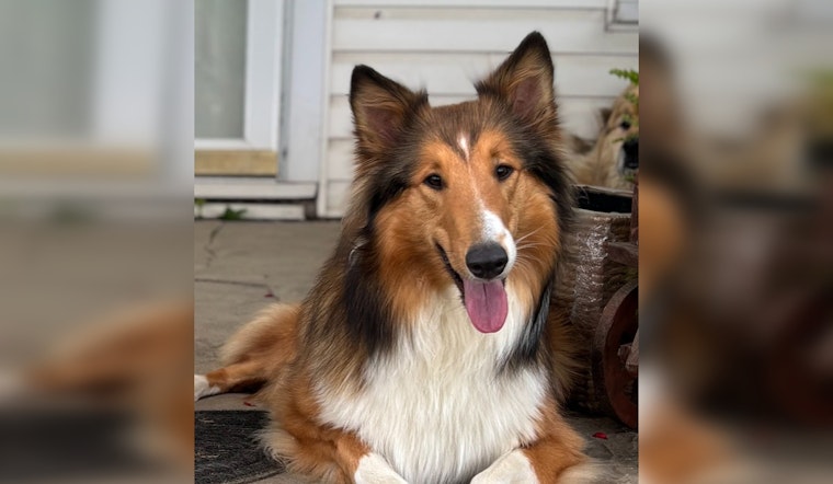 Lost Border Collie Winnie Safely Reunited with Family in Hamilton County Following Community Effort