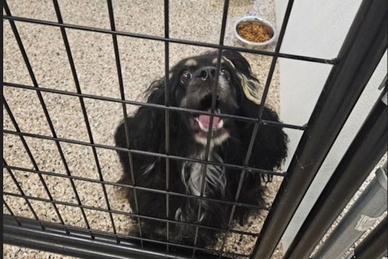 Lost Dog Found Near State Street in Mankato Awaits Reunion with Owner at City Impound