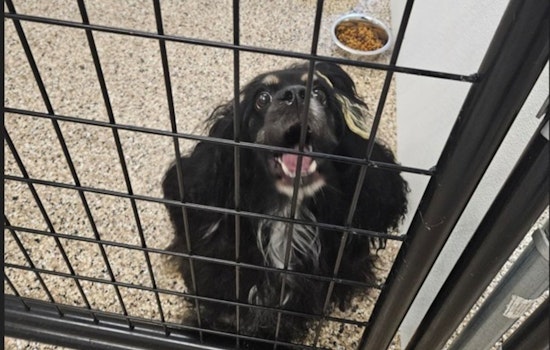 Lost Dog Found Near State Street in Mankato Awaits Reunion with Owner at City Impound
