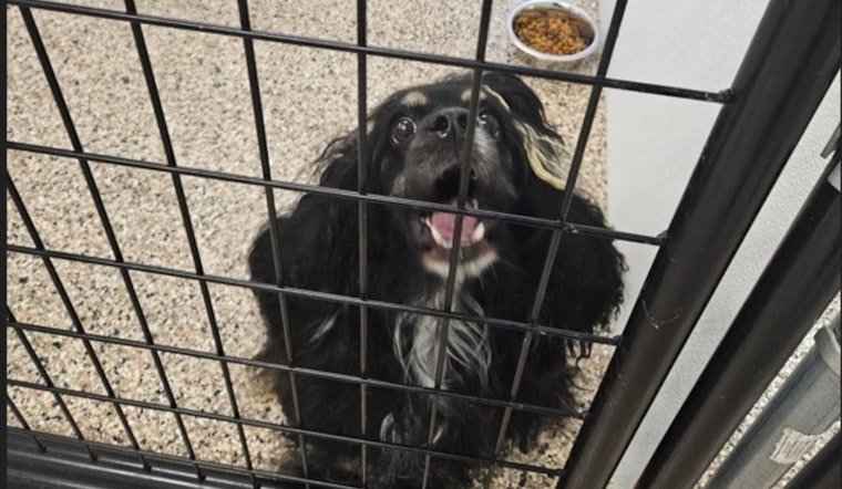 Lost Dog Found Near State Street in Mankato Awaits Reunion with Owner at City Impound