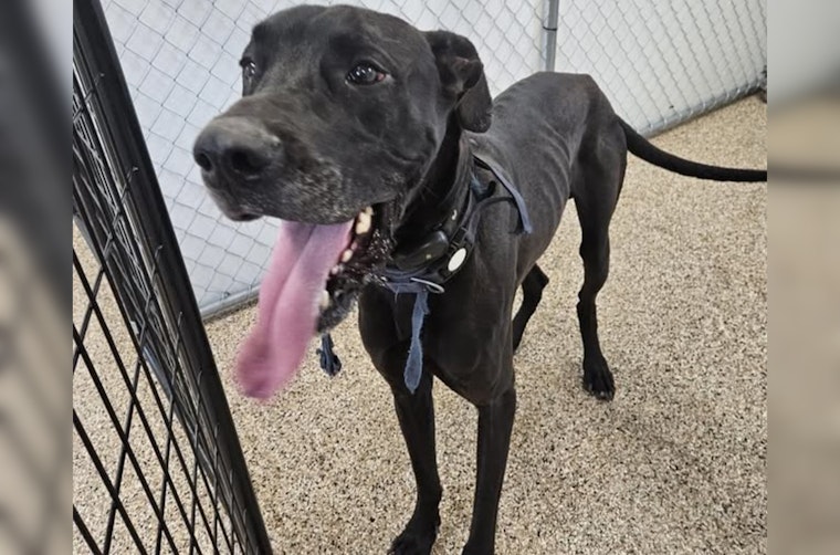Lost Great Dane Found Wandering Streets of Mankato, Officials Seek Owner