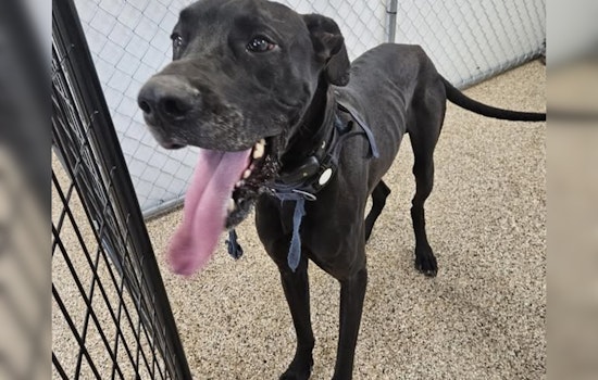 Lost Great Dane Found Wandering Streets of Mankato, Officials Seek Owner