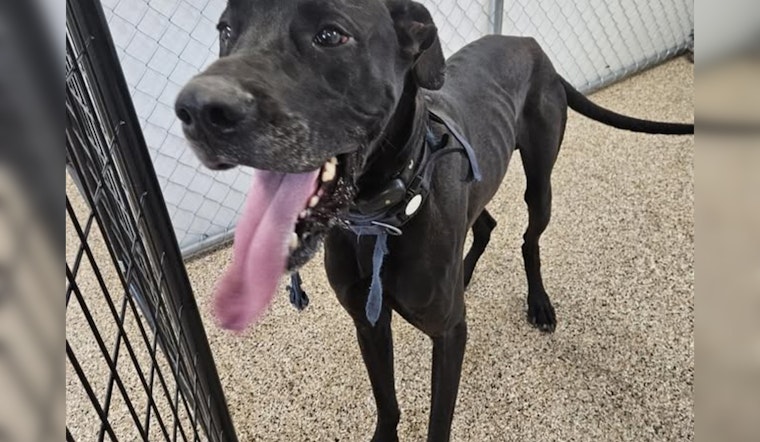 Lost Great Dane Found Wandering Streets of Mankato, Officials Seek Owner