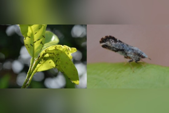 LSU AgCenter Alerts Residents on Citrus Greening Spread, Urges Community Action in Plaquemines Parish