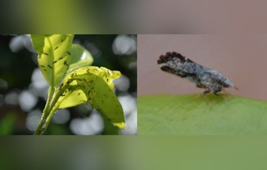 LSU AgCenter Alerts Residents on Citrus Greening Spread, Urges Community Action in Plaquemines Parish