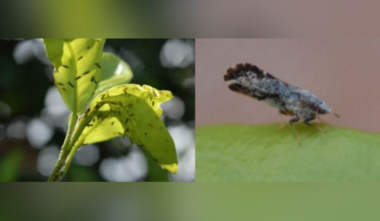 LSU AgCenter Alerts Residents on Citrus Greening Spread, Urges Community Action in Plaquemines Parish