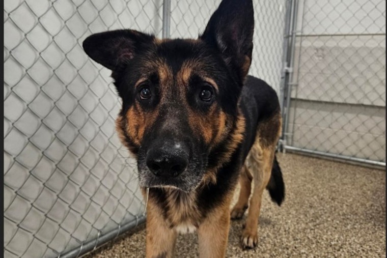 Mankato Community and Officials Collaborate to Reunite Lost German Shepherd with Owner