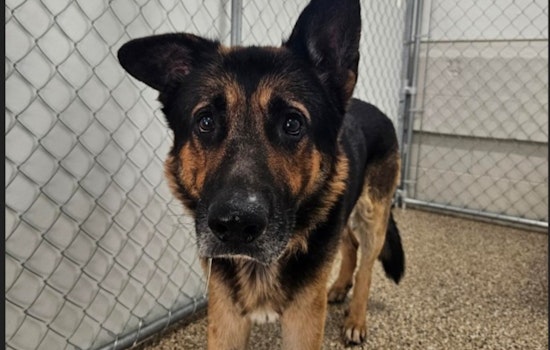 Mankato Community and Officials Collaborate to Reunite Lost German Shepherd with Owner