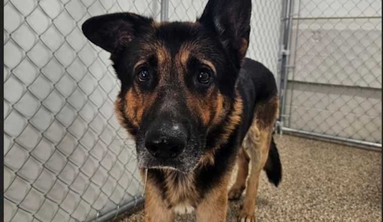 Mankato Community and Officials Collaborate to Reunite Lost German Shepherd with Owner