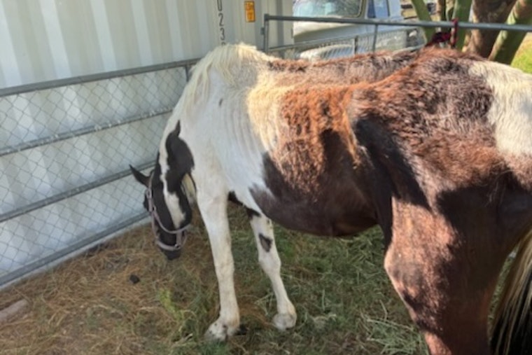 Maricopa County Sheriff's Office Seeks Owner of Malnourished Horse as Three Emaciated Horses Are Rescued from Neglect in New River