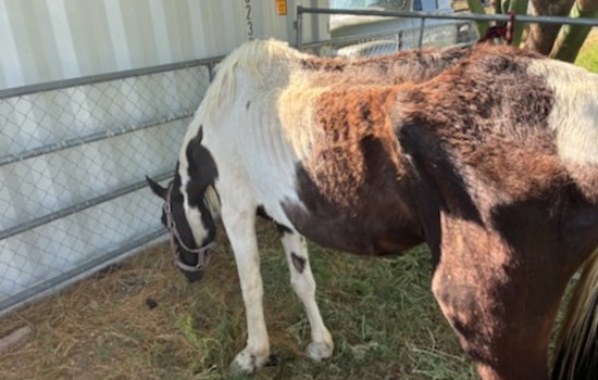 Maricopa County Sheriff's Office Seeks Owner of Malnourished Horse as Three Emaciated Horses Are Rescued from Neglect in New River