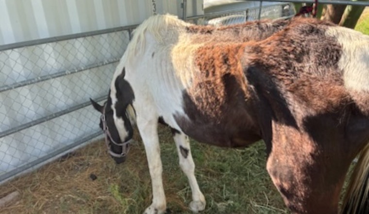 Maricopa County Sheriff's Office Seeks Owner of Malnourished Horse as Three Emaciated Horses Are Rescued from Neglect in New River