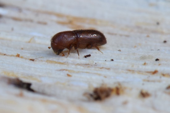 Marin County on Alert as Invasive Mediterranean Oak Borer Threatens White Oaks in Novato