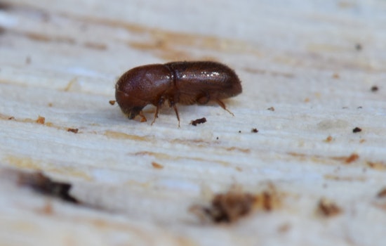 Marin County on Alert as Invasive Mediterranean Oak Borer Threatens White Oaks in Novato