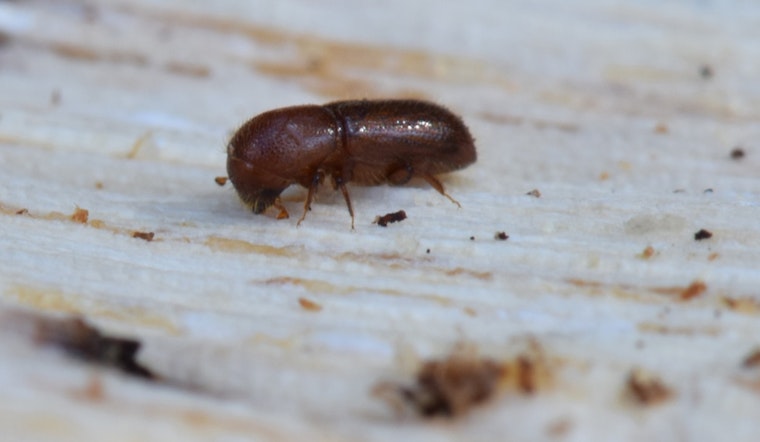 Marin County on Alert as Invasive Mediterranean Oak Borer Threatens White Oaks in Novato