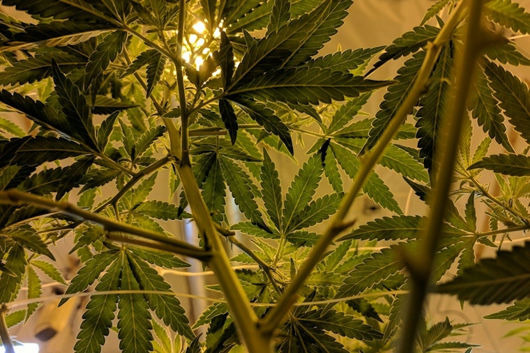 Massachusetts House Approves Landmark Cannabis Bill to Modify Industry Regulations