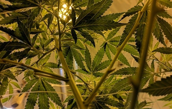 Massachusetts House Approves Landmark Cannabis Bill to Modify Industry Regulations
