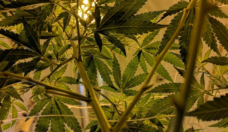 Massachusetts House Approves Landmark Cannabis Bill to Modify Industry Regulations