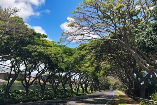 Maui Invites Public Input on Urban Forest Management Strategy for Greener Cities