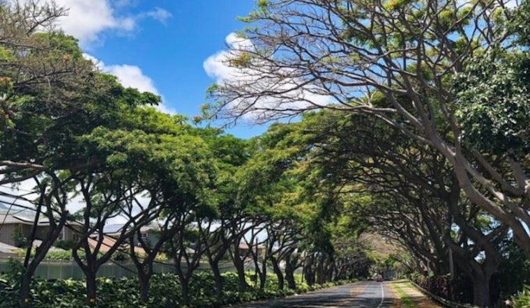 Maui Invites Public Input on Urban Forest Management Strategy for Greener Cities