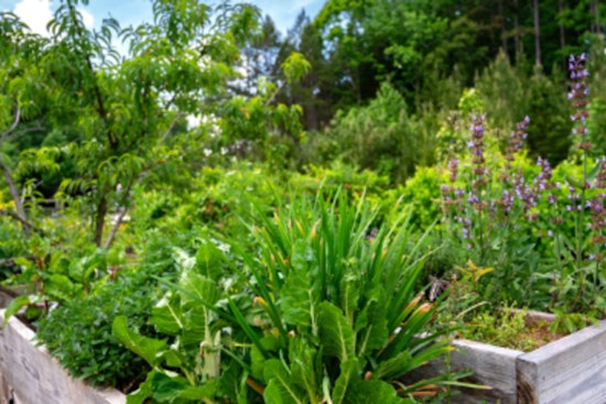 Mecklenburg County Public Health Marks Major Milestone with 50th Edible Landscape to Fight Food Insecurity