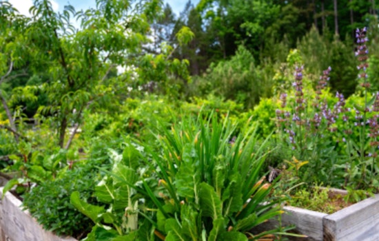 Mecklenburg County Public Health Marks Major Milestone with 50th Edible Landscape to Fight Food Insecurity