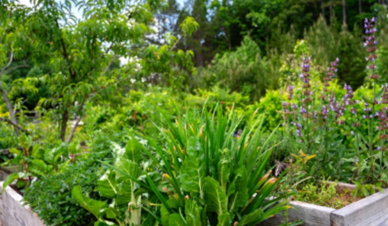 Mecklenburg County Public Health Marks Major Milestone with 50th Edible Landscape to Fight Food Insecurity