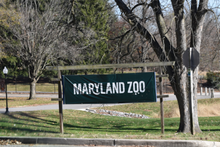 Meet Titali: Maryland Zoo Introduces Special Viewing Passes for Baby Giraffe Encounter