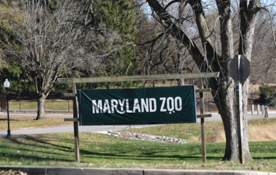 Meet Titali: Maryland Zoo Introduces Special Viewing Passes for Baby Giraffe Encounter