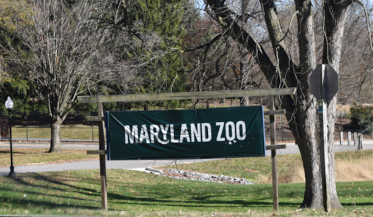 Meet Titali: Maryland Zoo Introduces Special Viewing Passes for Baby Giraffe Encounter
