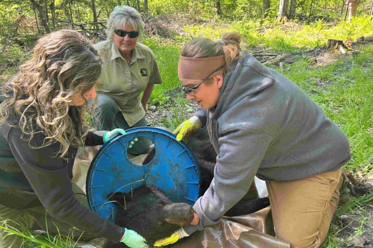 Michigan Biologists Rescue Bear After Two-Year Plight with Plastic Lid Stuck Around Its Neck