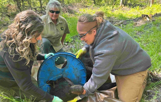 Michigan Biologists Rescue Bear After Two-Year Plight with Plastic Lid Stuck Around Its Neck