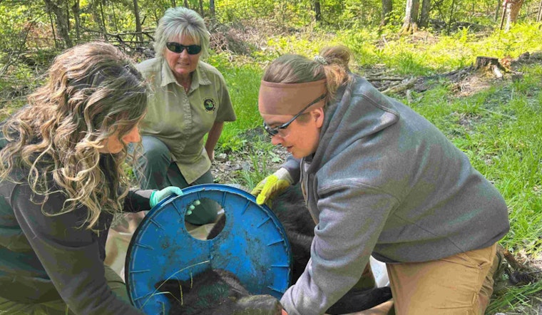 Michigan Biologists Rescue Bear After Two-Year Plight with Plastic Lid Stuck Around Its Neck