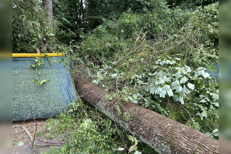 Milton to Remove 43 Infested Trees from Bell Memorial Park and City Park and Preserve