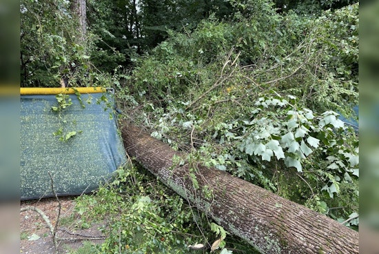 Milton to Remove 43 Infested Trees from Bell Memorial Park and City Park and Preserve
