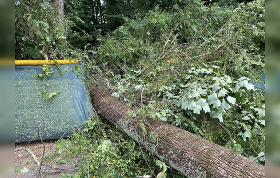 Milton to Remove 43 Infested Trees from Bell Memorial Park and City Park and Preserve